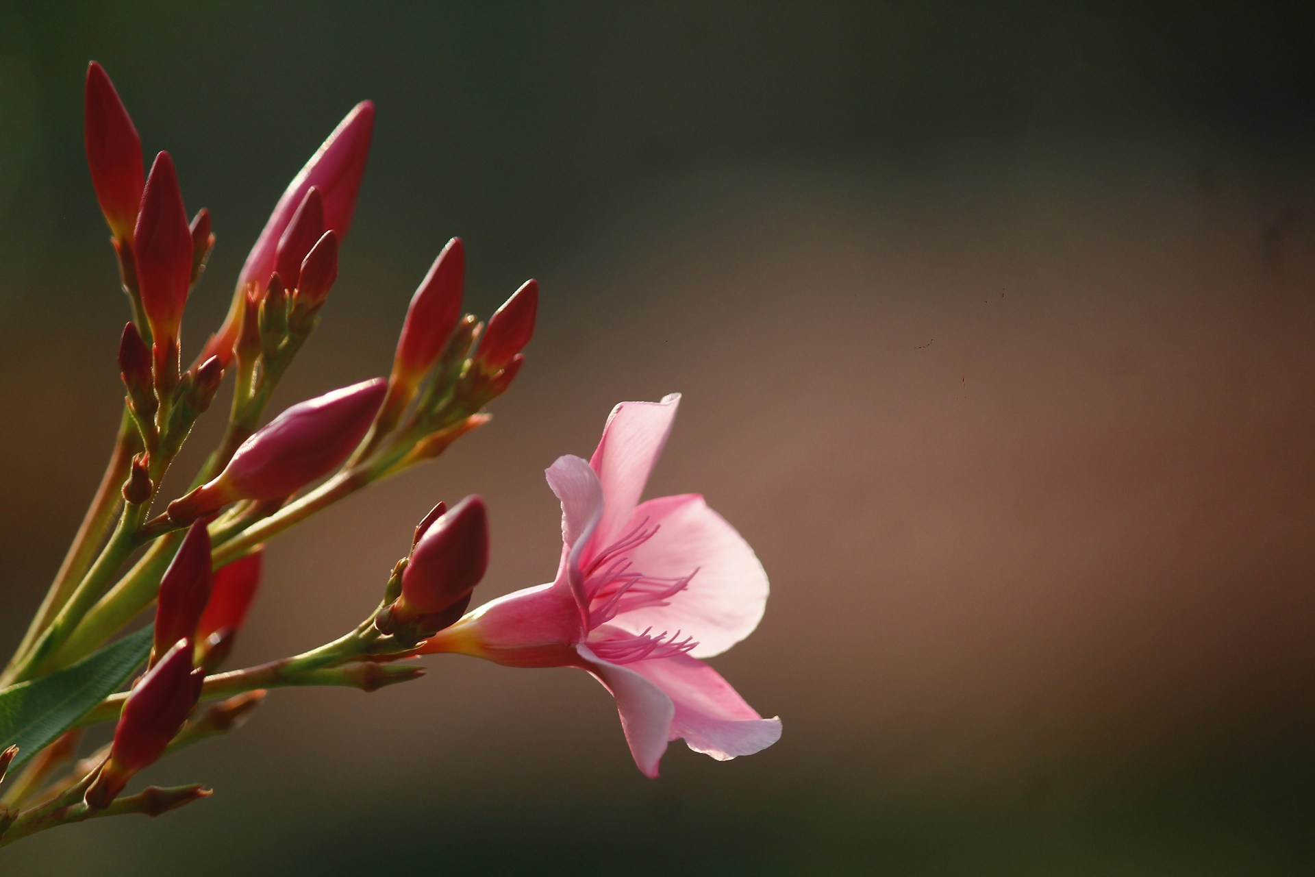 a close up of a flower with a blurry background