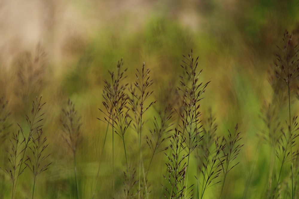 a blurry photo of a field of tall grass