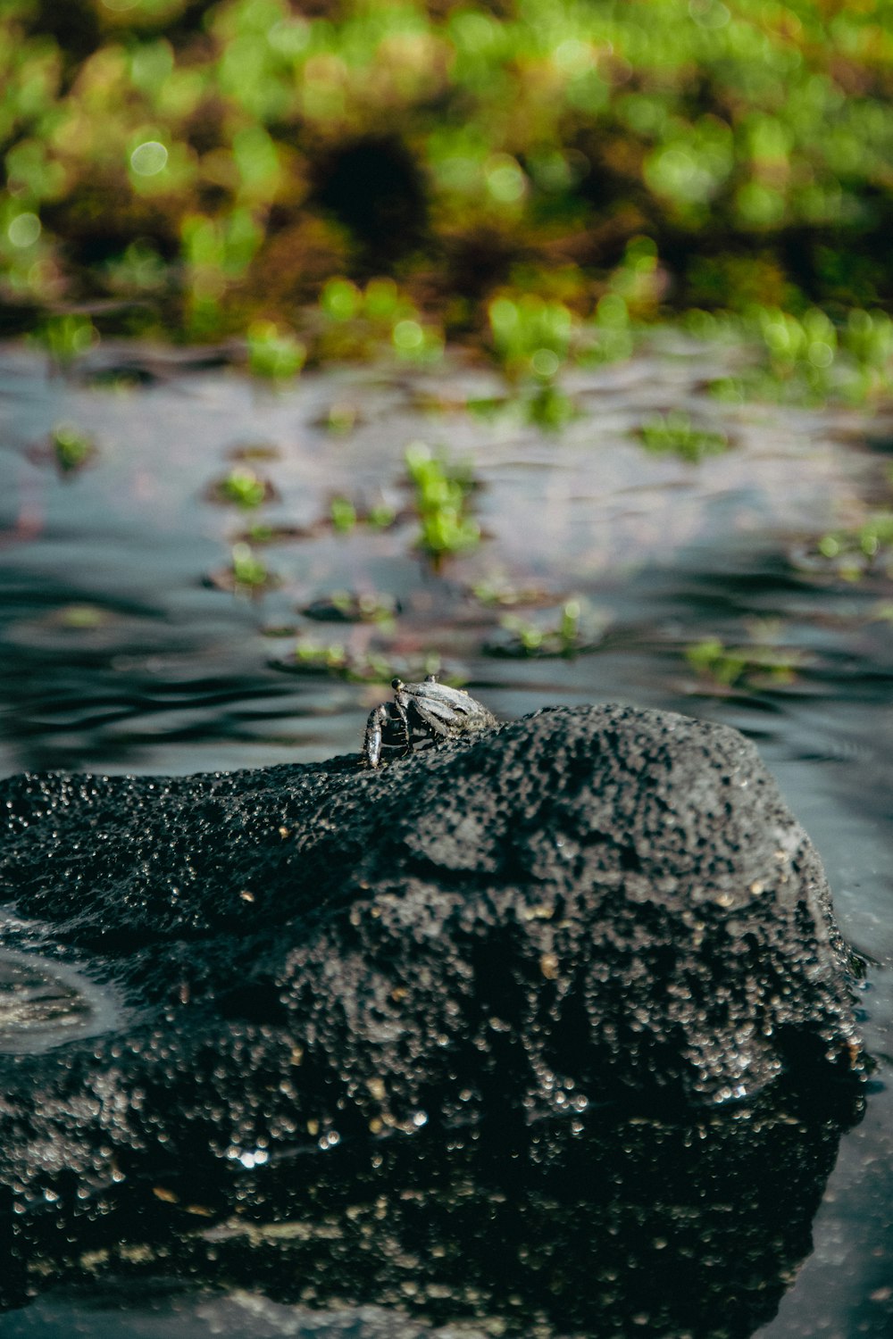 um pequeno pássaro sentado em cima de uma rocha na água