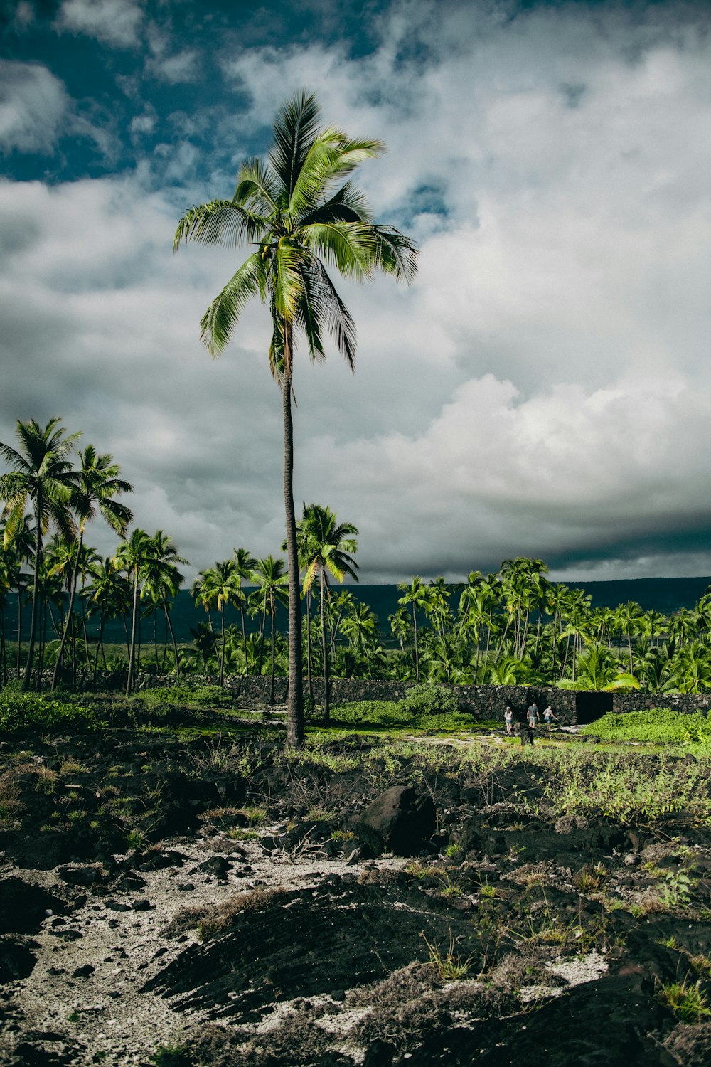 a palm tree in the middle of a field