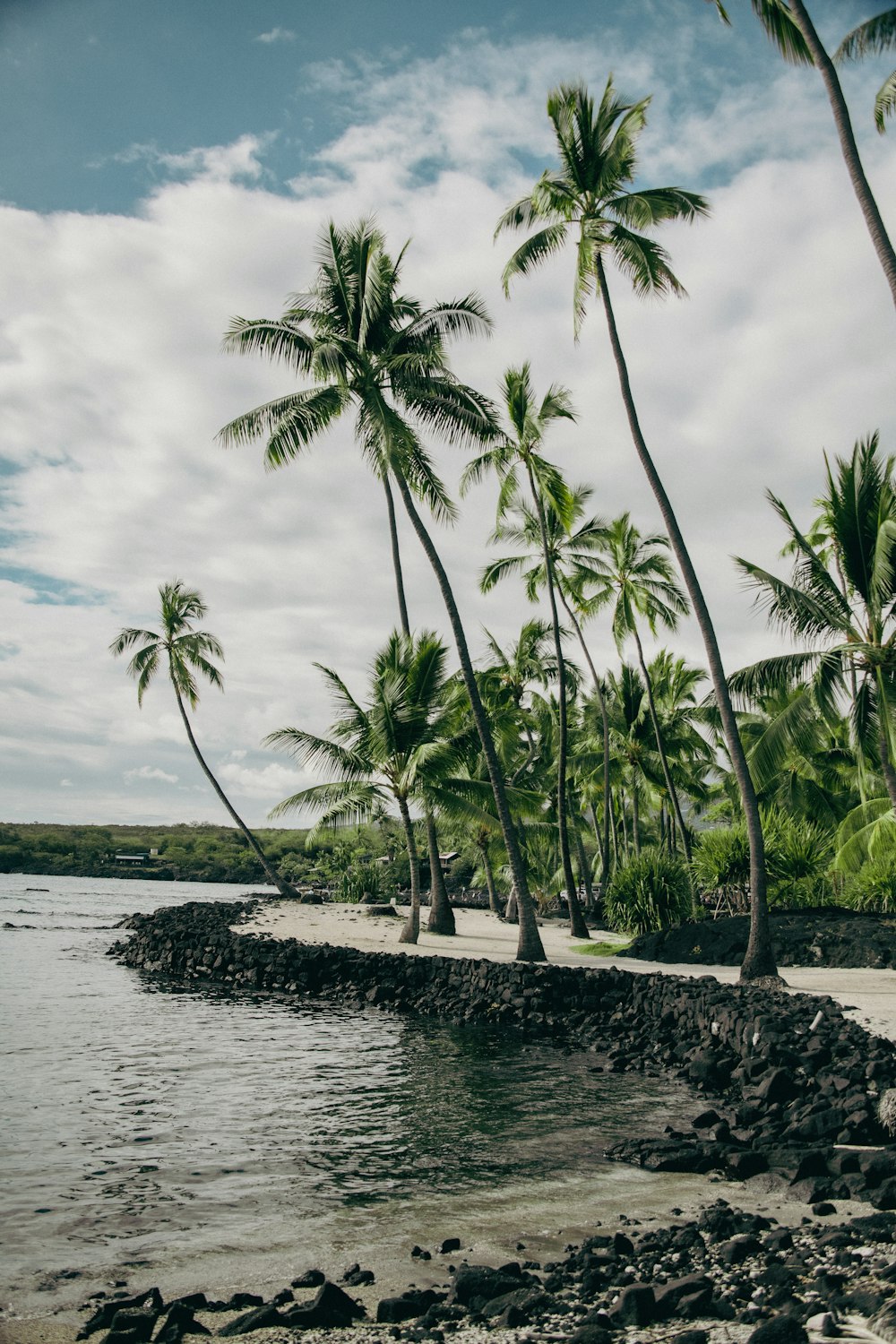 palmeiras alinham a costa de uma praia tropical