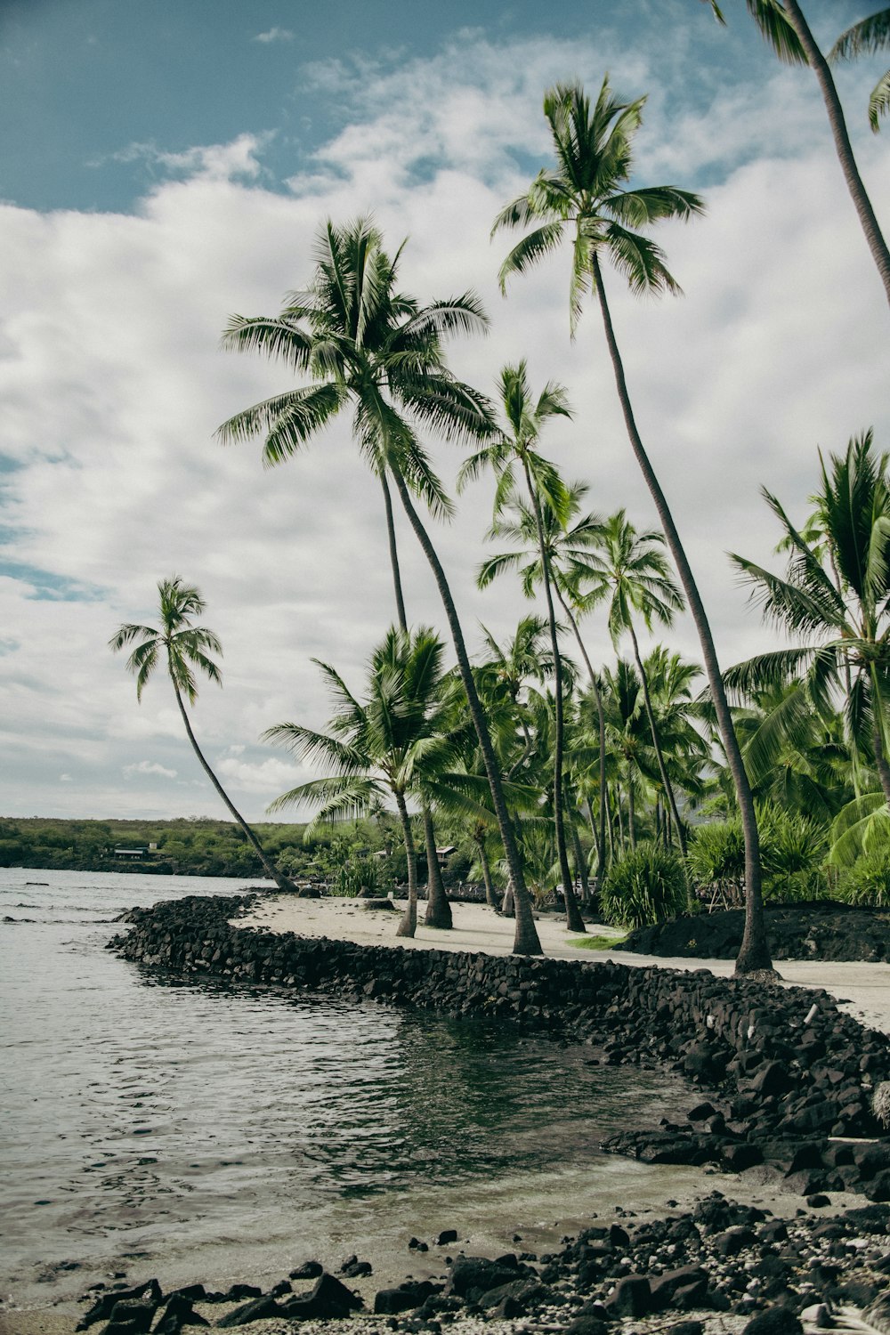 palm trees line the shore of a tropical beach