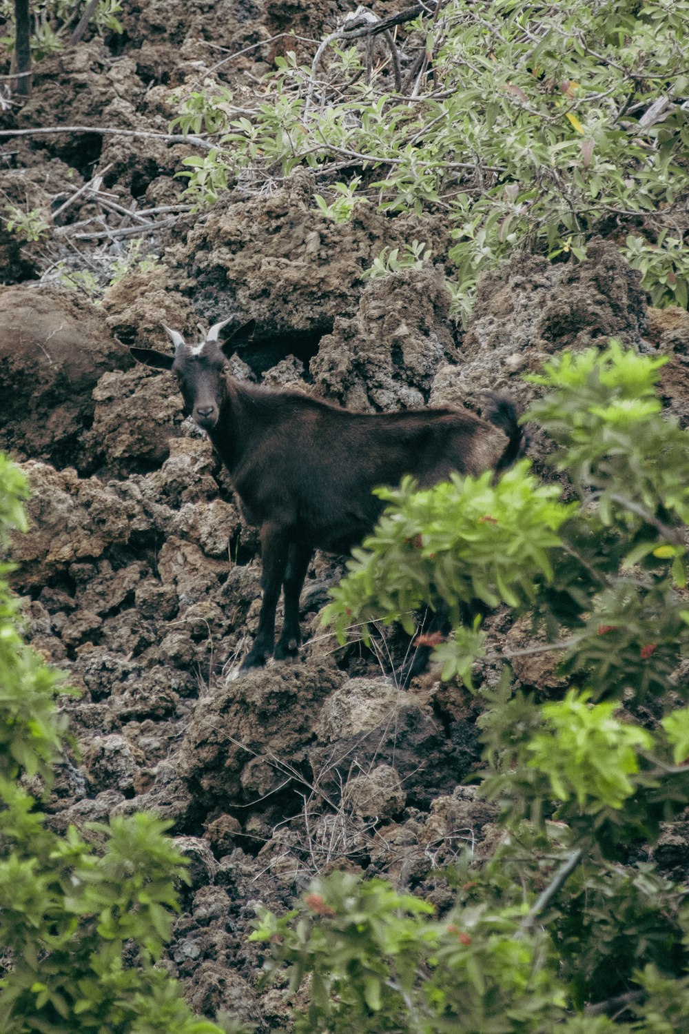 a black goat standing on top of a rocky hillside