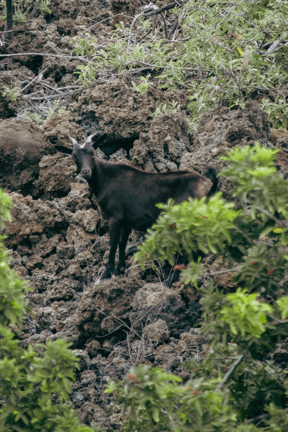 une chèvre noire debout au sommet d’une colline rocheuse