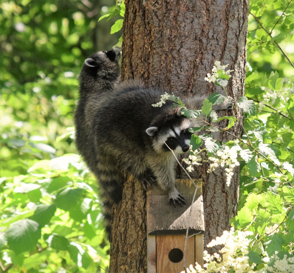 a raccoon on a birdhouse in the woods