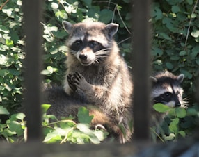 a couple of raccoons standing next to each other