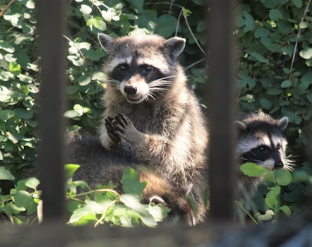 a couple of raccoons standing next to each other