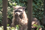 A raccoon is standing with its front paws held up near its face, surrounded by lush green foliage. The sunlight illuminates its fur, highlighting the distinct facial mask and ringed tail. There are vertical bars in the foreground, suggesting it might be peering through a fence.