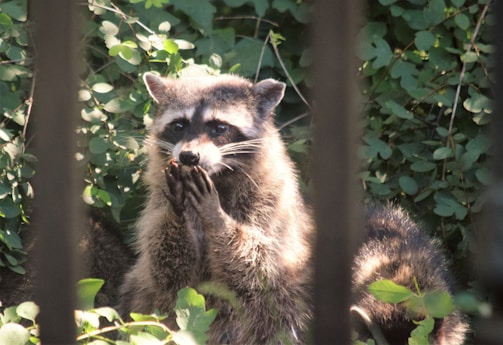 A raccoon is standing with its front paws held up near its face, surrounded by lush green foliage. The sunlight illuminates its fur, highlighting the distinct facial mask and ringed tail. There are vertical bars in the foreground, suggesting it might be peering through a fence.