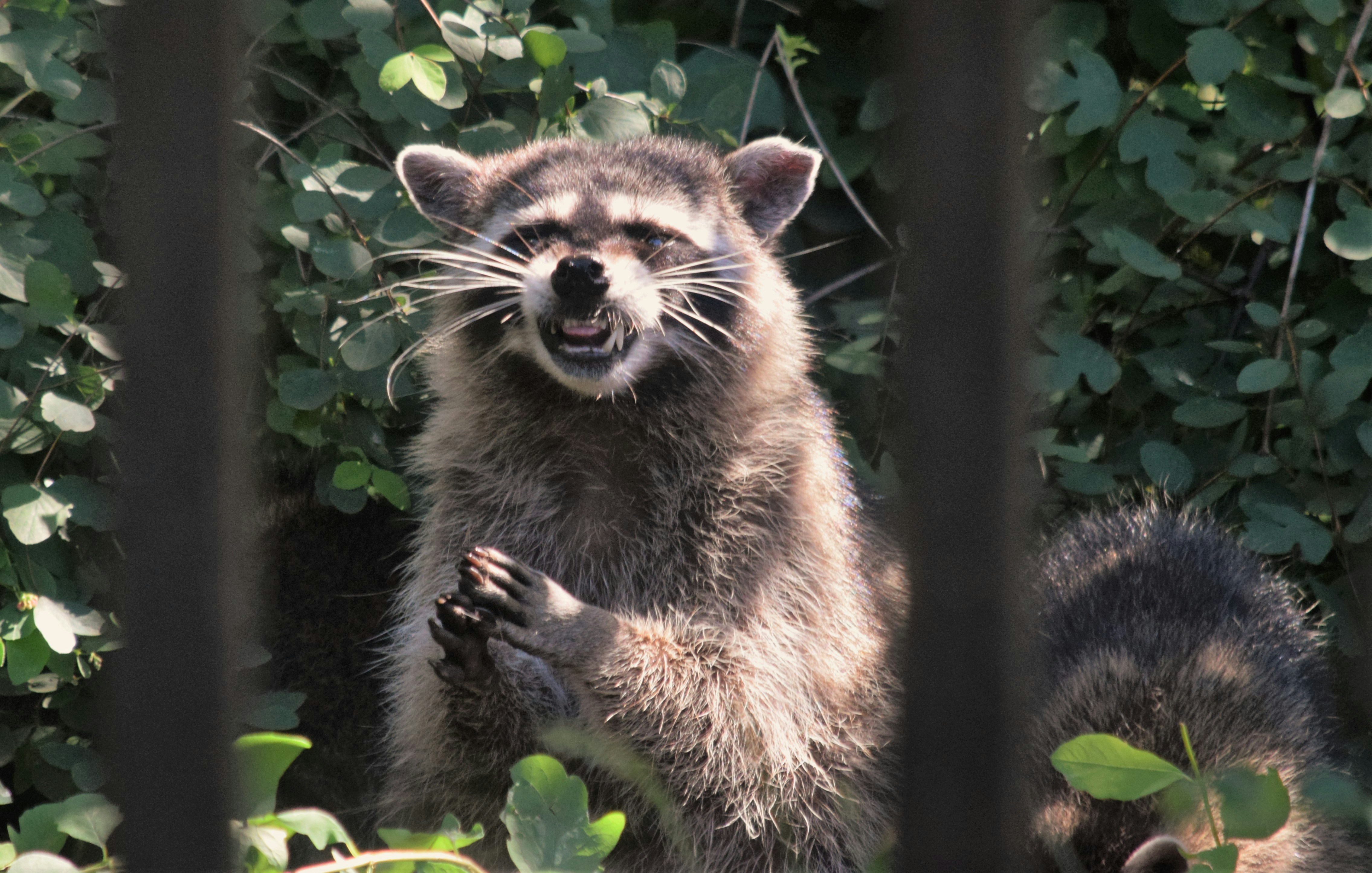 AI-Feral Youth: Idiocracy Wasn’t Supposed to Be a Documentary