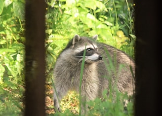A raccoon stands amidst lush green foliage, with its distinctive black and white facial markings visible. The scene is partially obstructed by vertical dark bars, possibly from a fence or branches, adding depth to the image.
