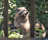 a raccoon is standing on its hind legs