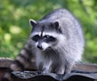 a raccoon standing on top of a roof