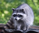 a raccoon standing on top of a roof