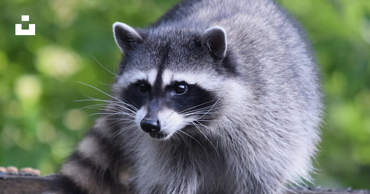 A raccoon standing on top of a roof photo – Free Tacoma Image on Unsplash