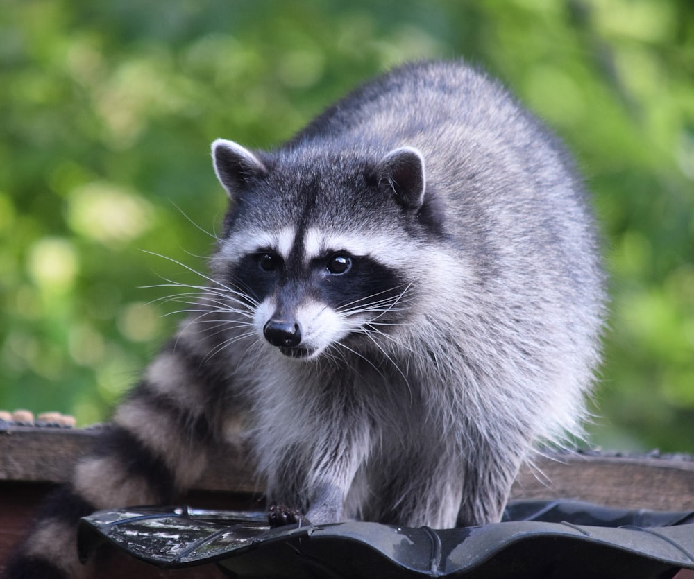 a raccoon standing on top of a roof