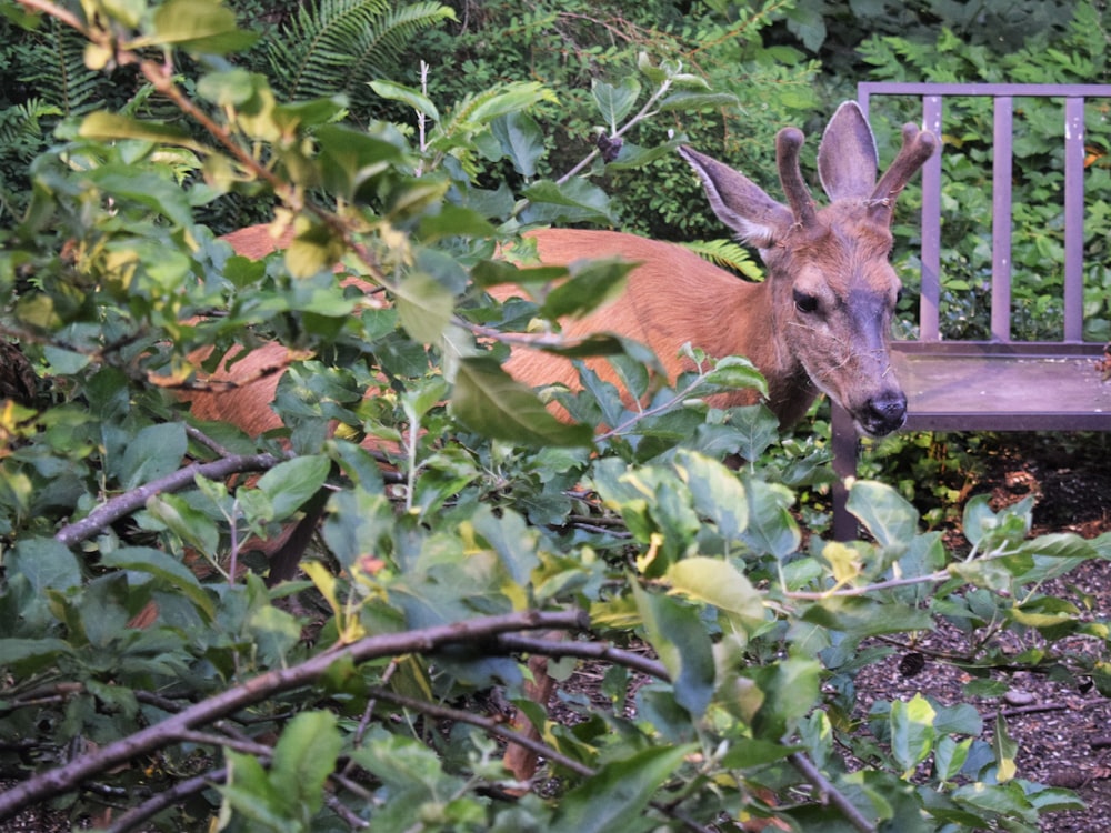 a deer standing next to a bench in a forest