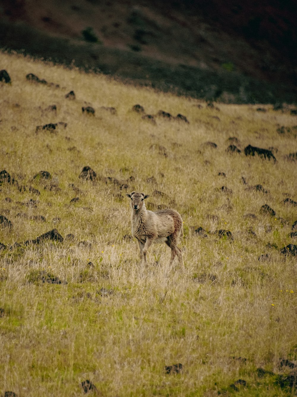 a sheep is standing in a field of grass