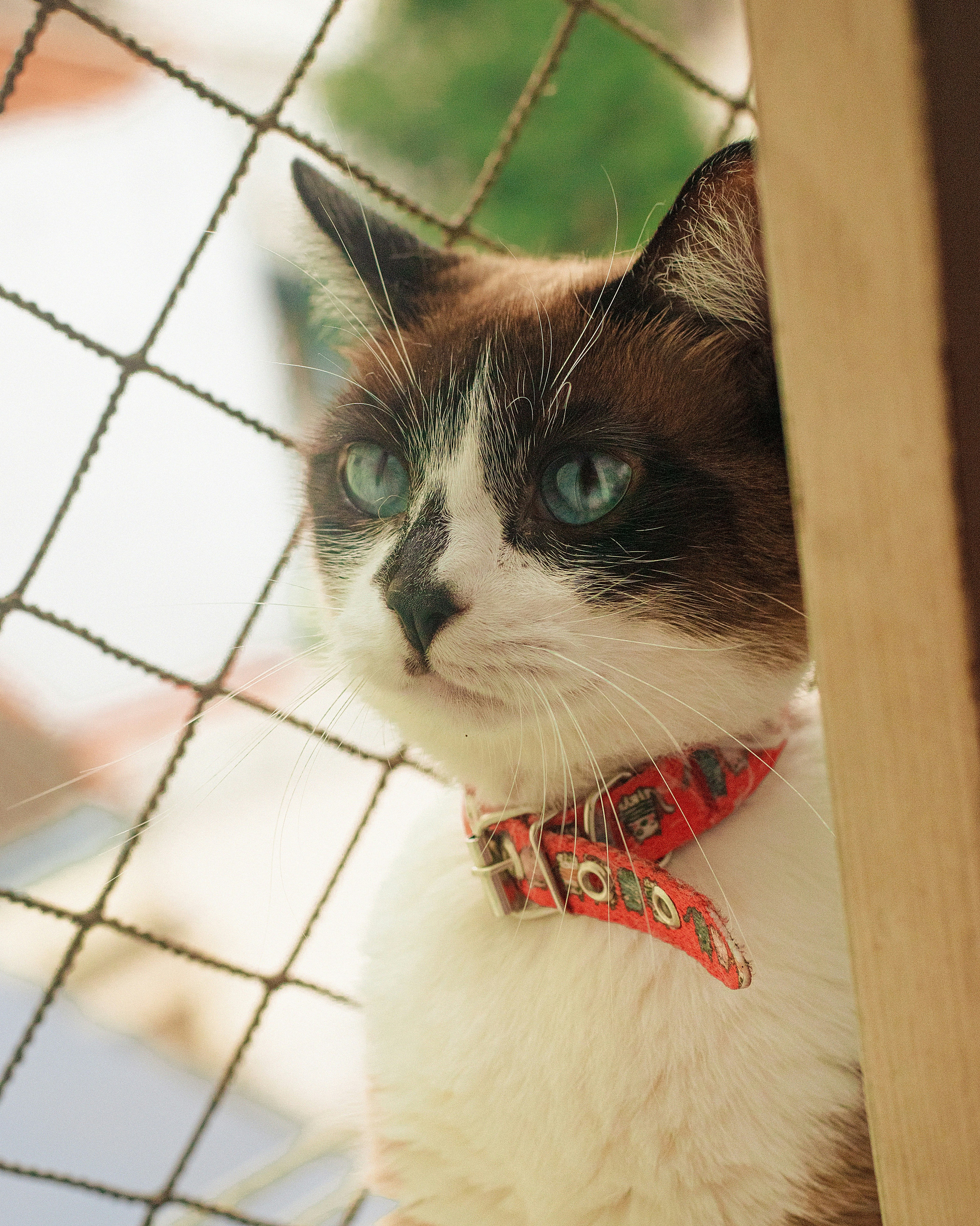 a close up of a cat behind a fence