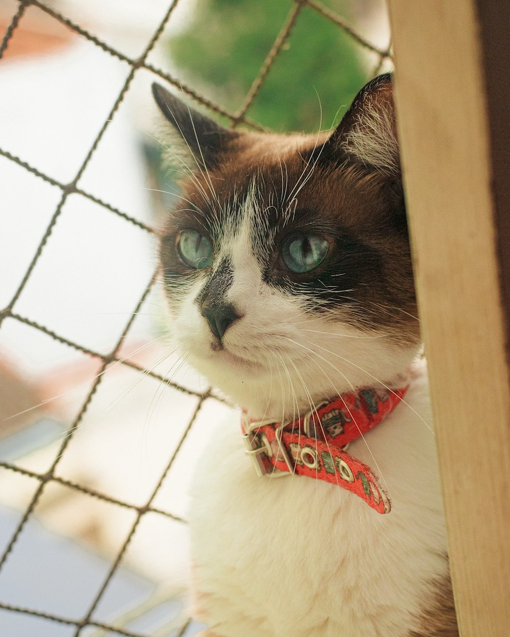 a close up of a cat behind a fence