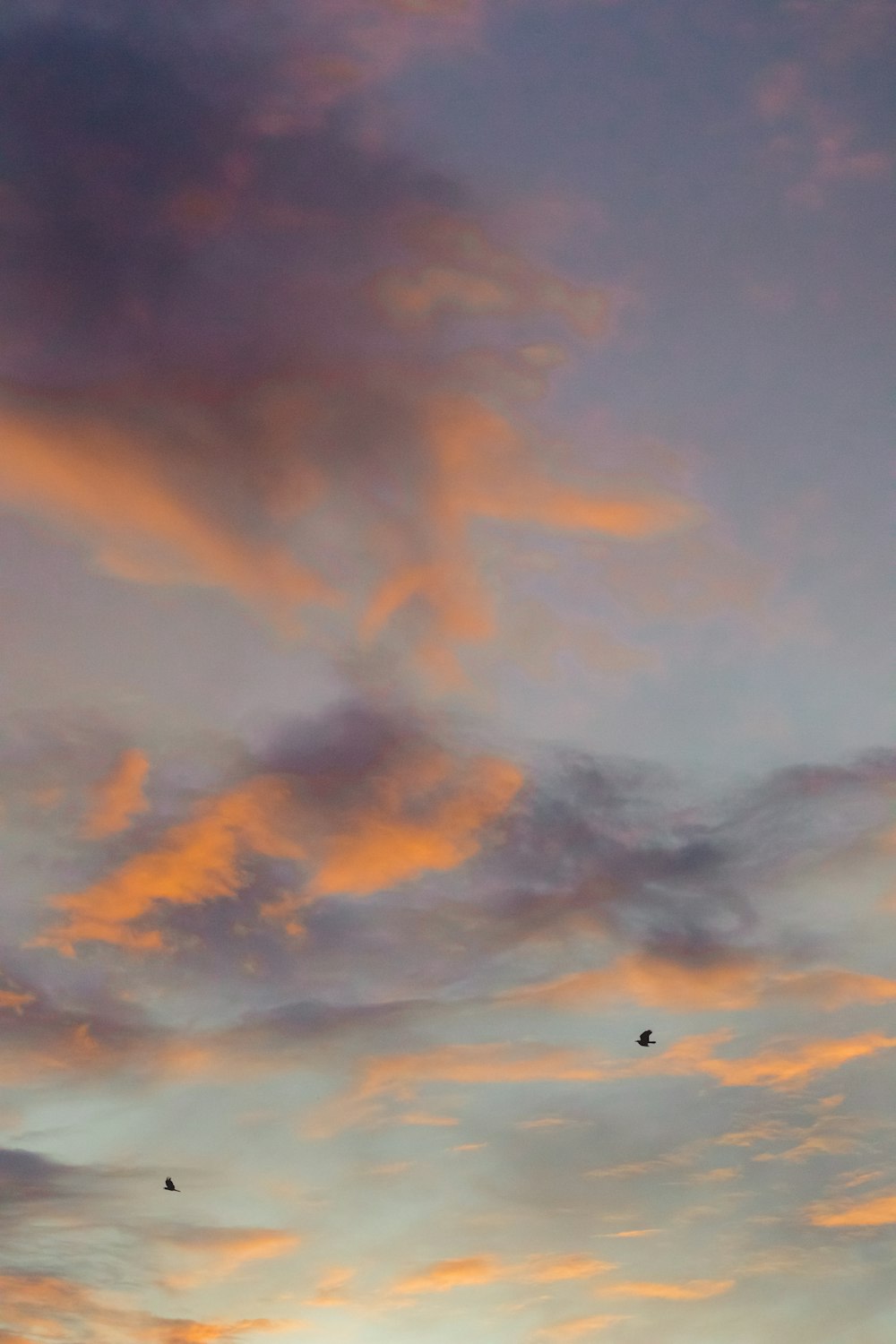 two birds flying in the sky at sunset