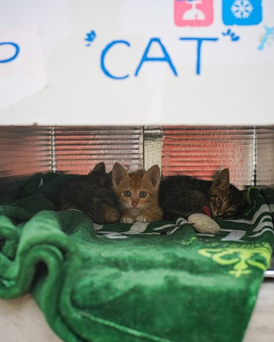 Three kittens are nestled together on a green blanket inside a small shelter. The setting appears cozy and secure, with a textured metallic background. A playful handwritten sign above features the word 'CAT' and some playful icons.
