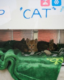 Three kittens are nestled together on a green blanket inside a small shelter. The setting appears cozy and secure, with a textured metallic background. A playful handwritten sign above features the word 'CAT' and some playful icons.