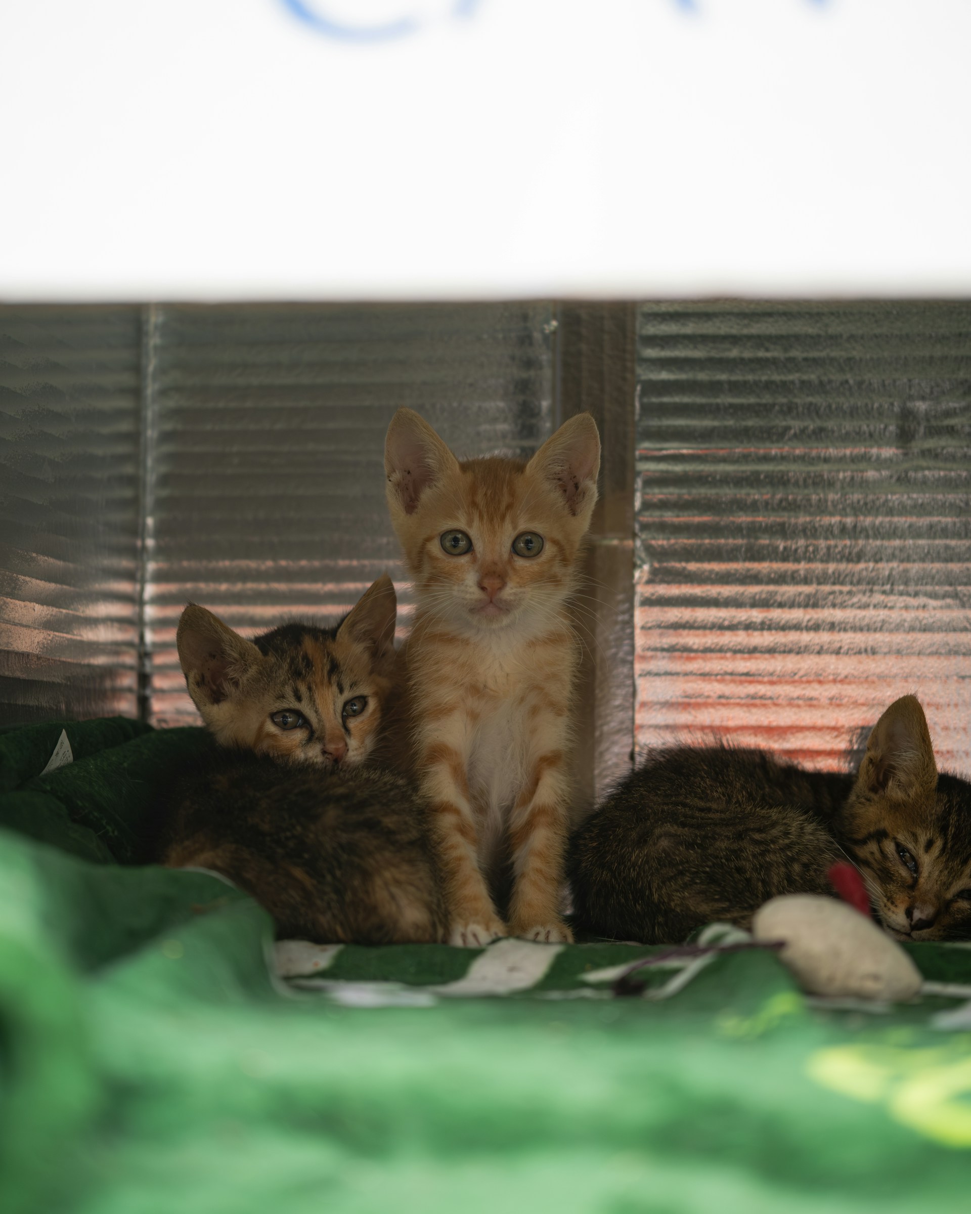 Three fluffy kittens nestled together on a glittery blanket, their tiny paws and whiskers catching the light.