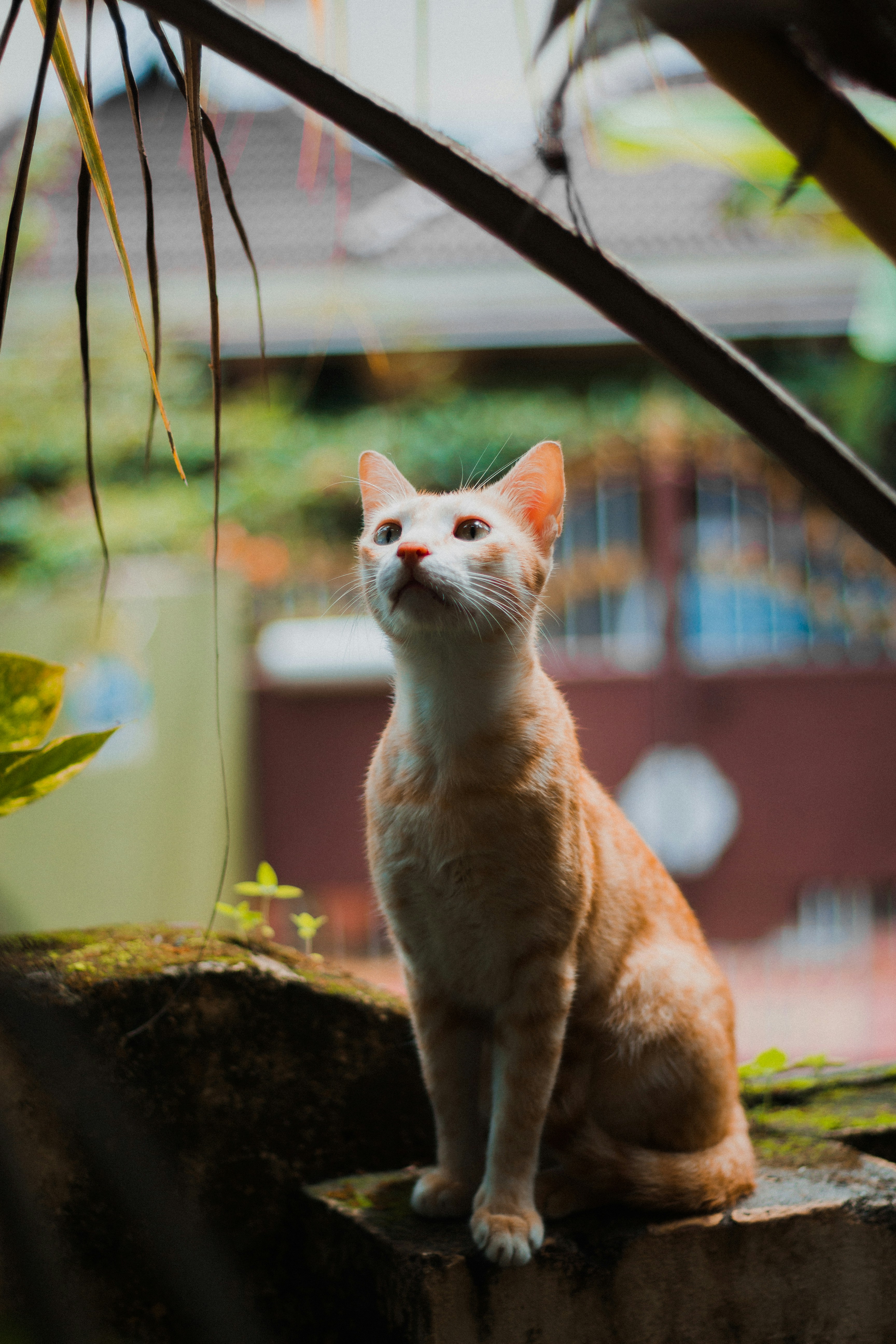 Cats and Selective Hearing (image credits: unsplash)