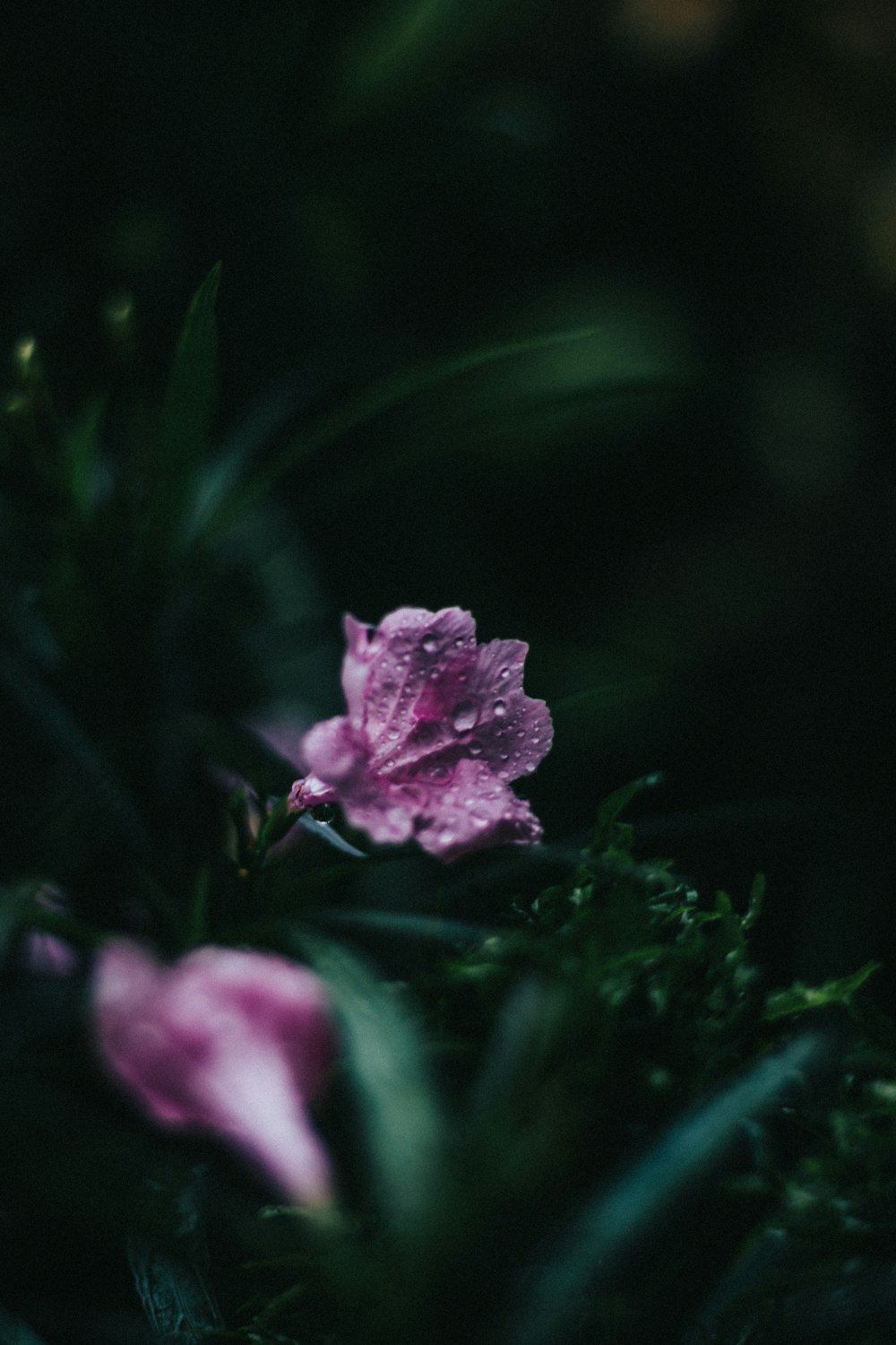 a pink flower sitting on top of a lush green field