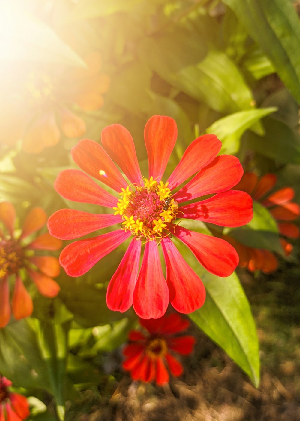 a red flower with a yellow center surrounded by green leaves