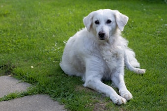 A fluffy white dog is lying on a lush green lawn, gazing forward with a calm expression. The grass is neatly cut, and a stone pathway is partially visible beside the dog. The surroundings appear peaceful and natural, indicating a garden or park setting.