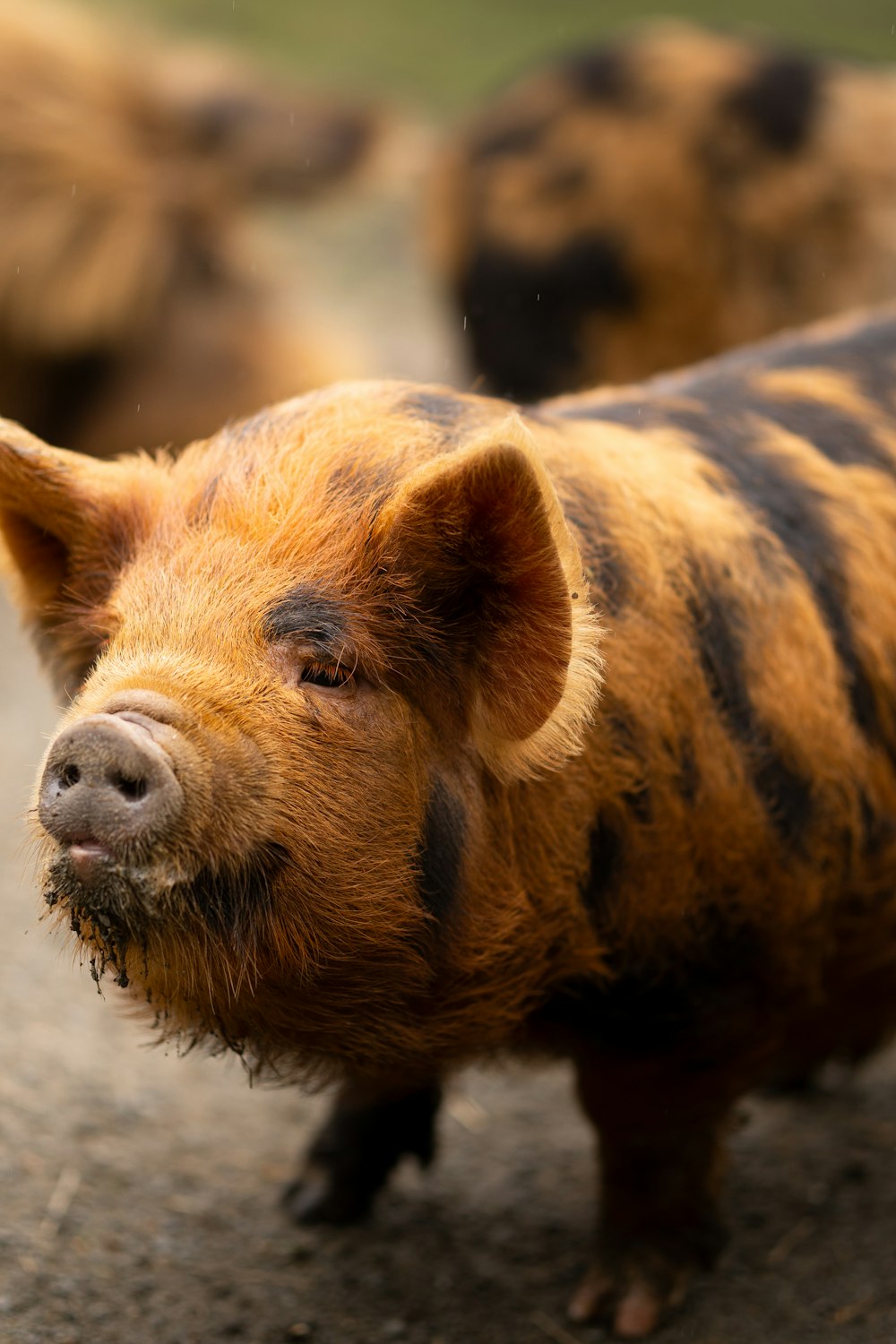 a close up of a pig on a dirt ground