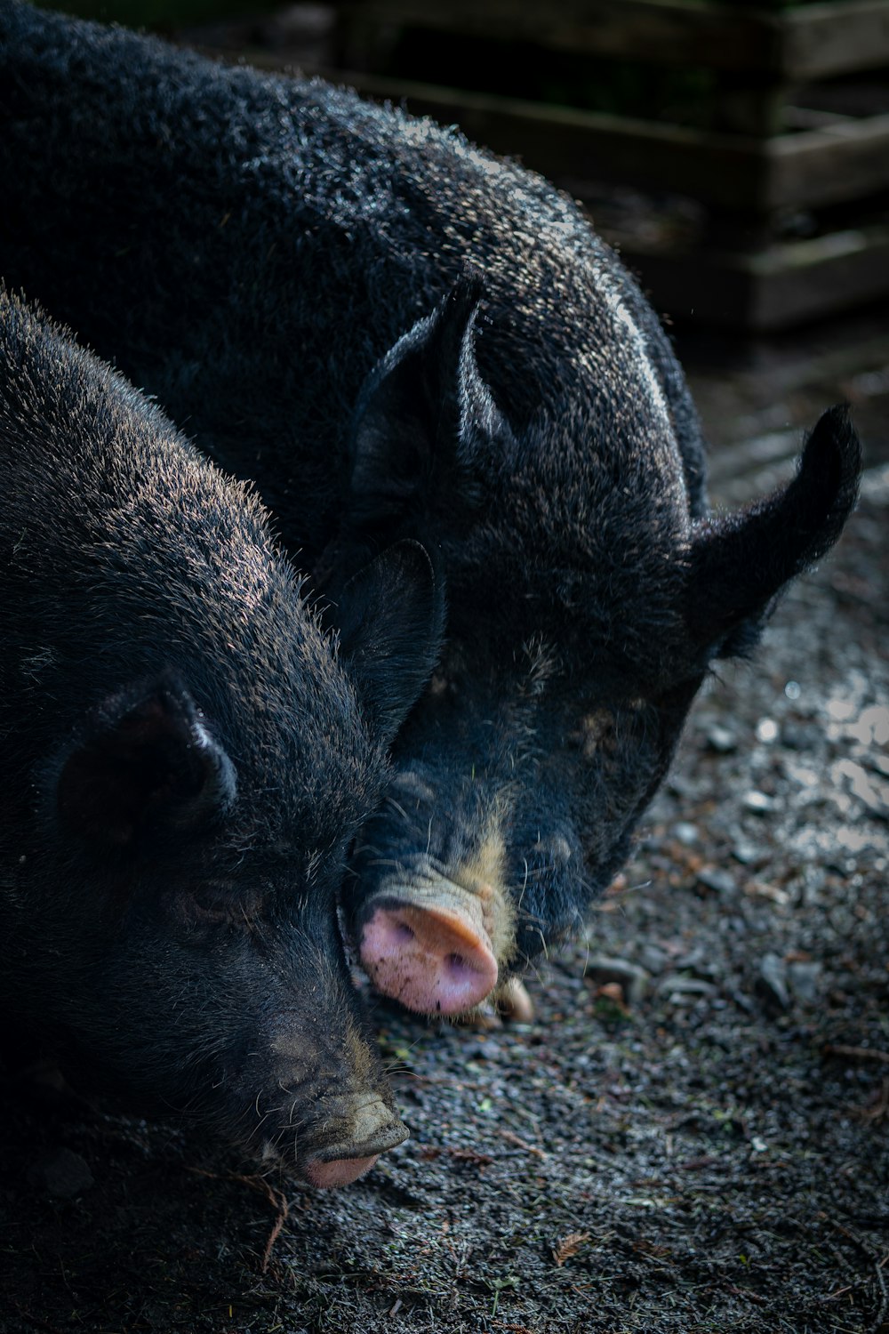 a couple of black pigs laying next to each other