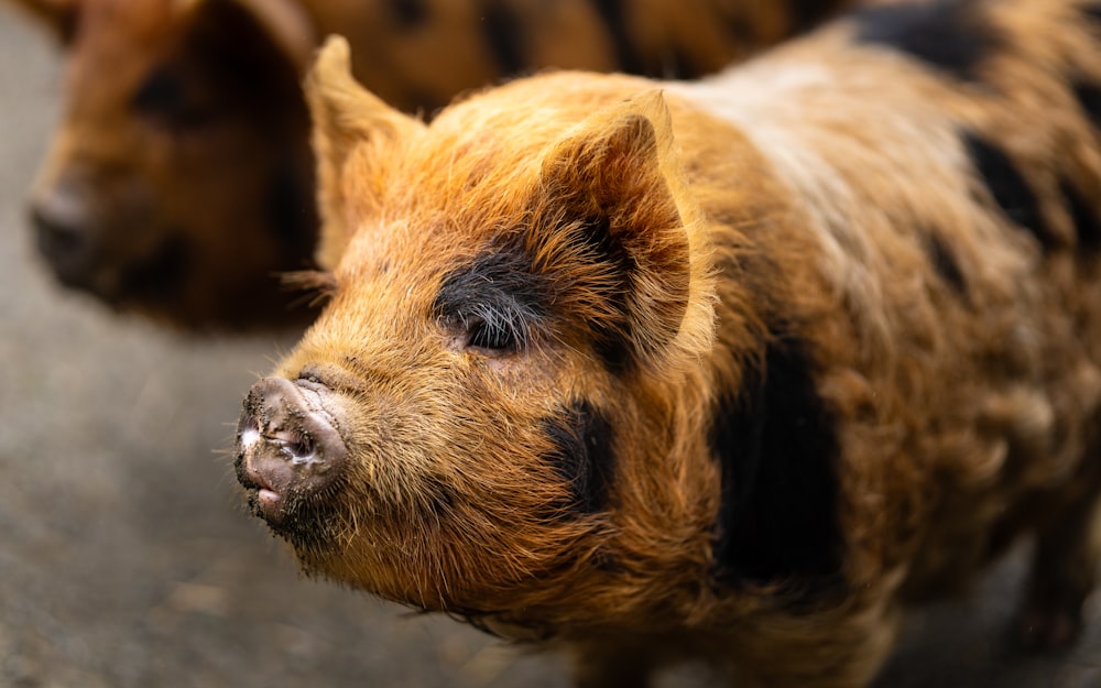 a close up of a small pig on the ground