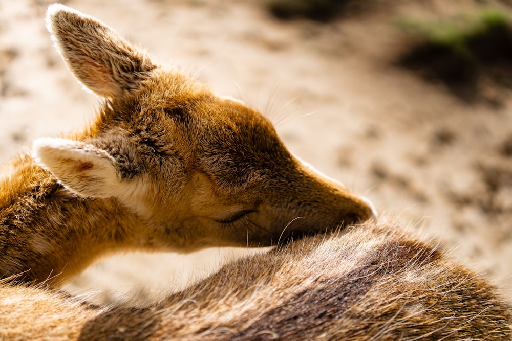 a close up of a baby deer laying on the ground