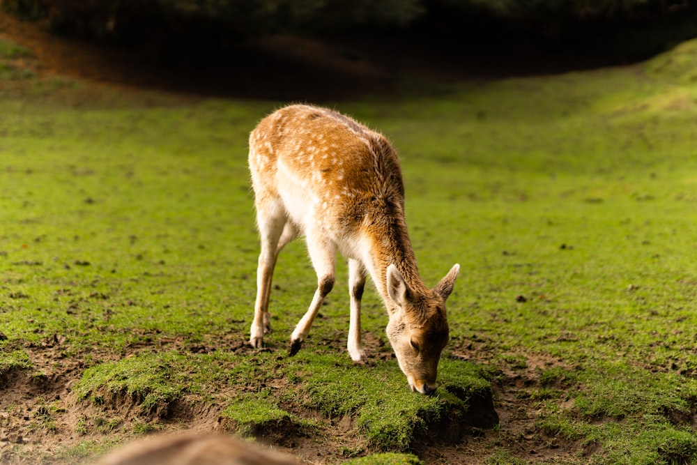 a deer grazing on grass in a field