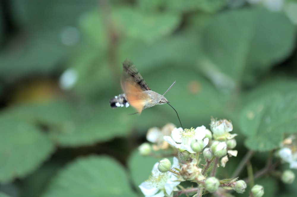 a small bird flying over a white flower