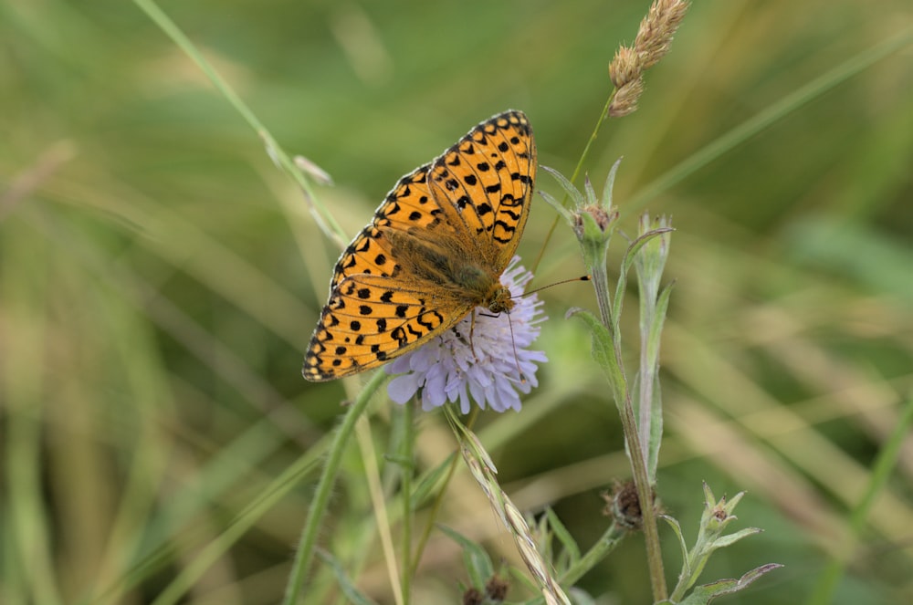 a butterfly sitting on top of a purple flower