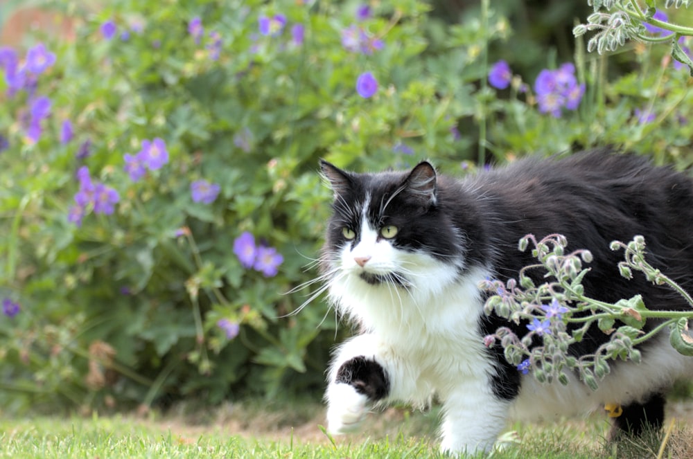 a black and white cat walking in the grass