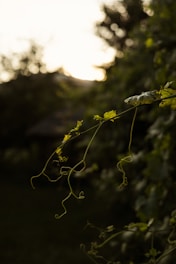 a close up of a leafy plant with the sun in the background