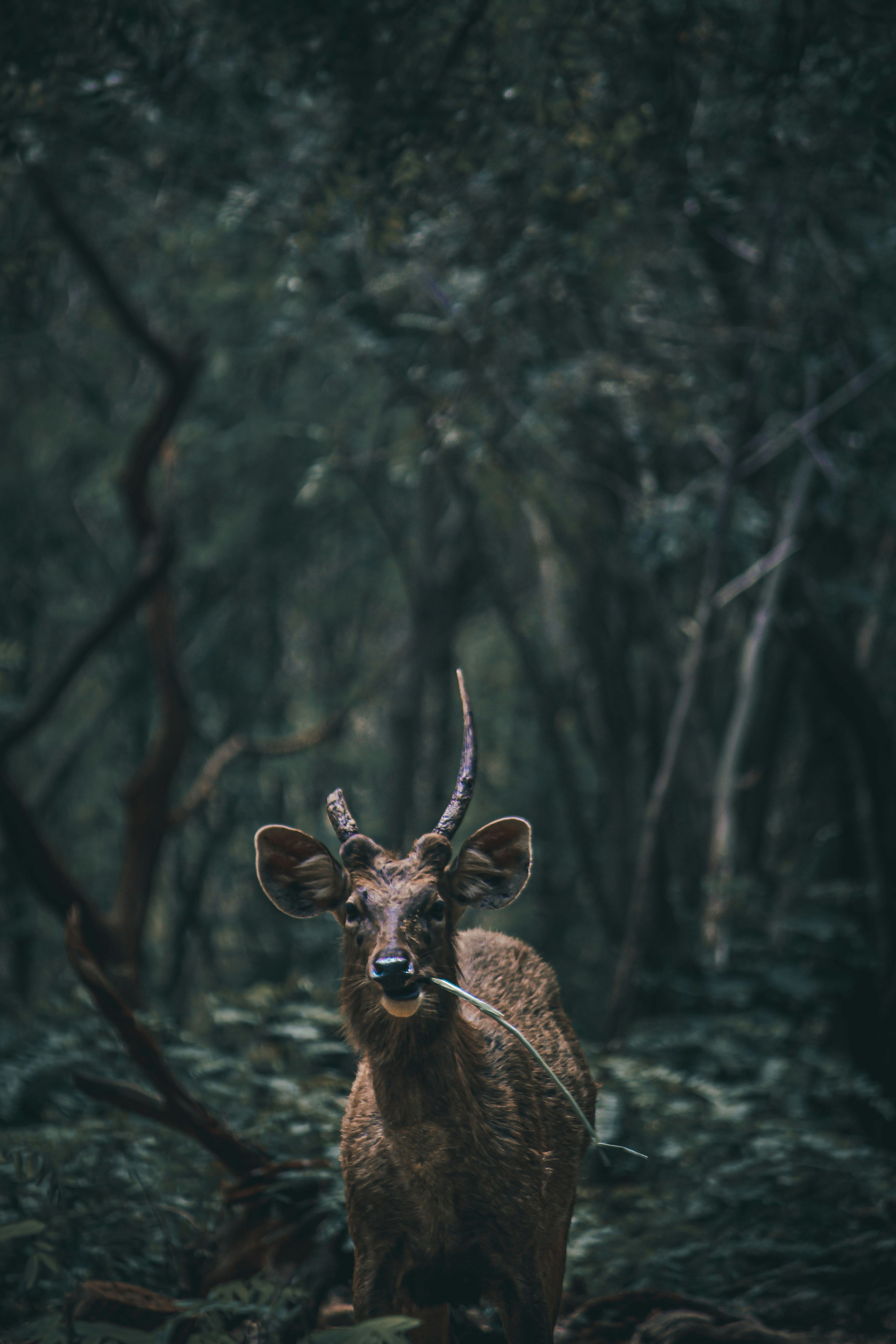 a deer standing in the middle of a forest