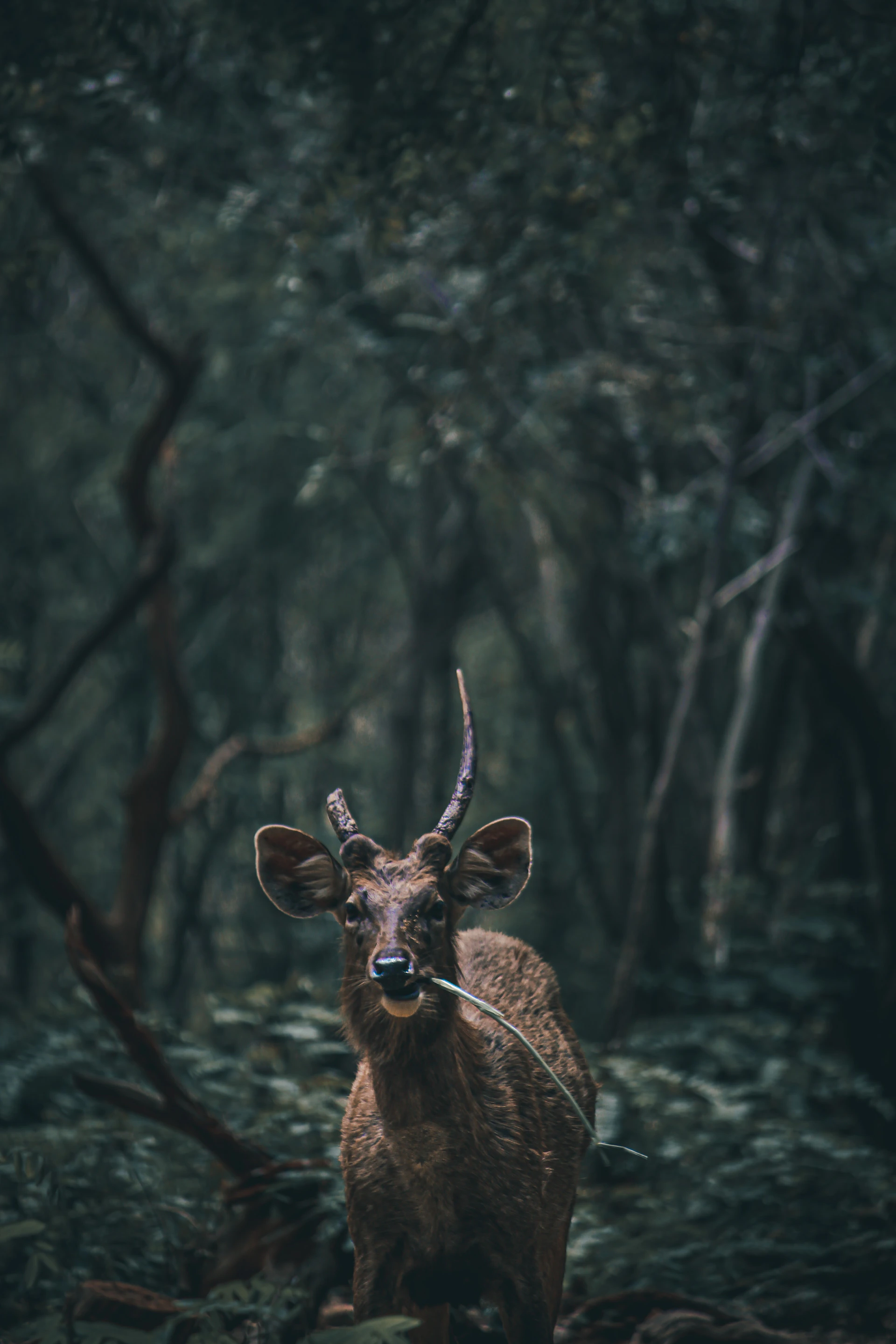 a deer standing in the middle of a forest