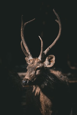 Thermal image of a deer with glowing red antlers against a dark background, highlighted by an AI detection device.