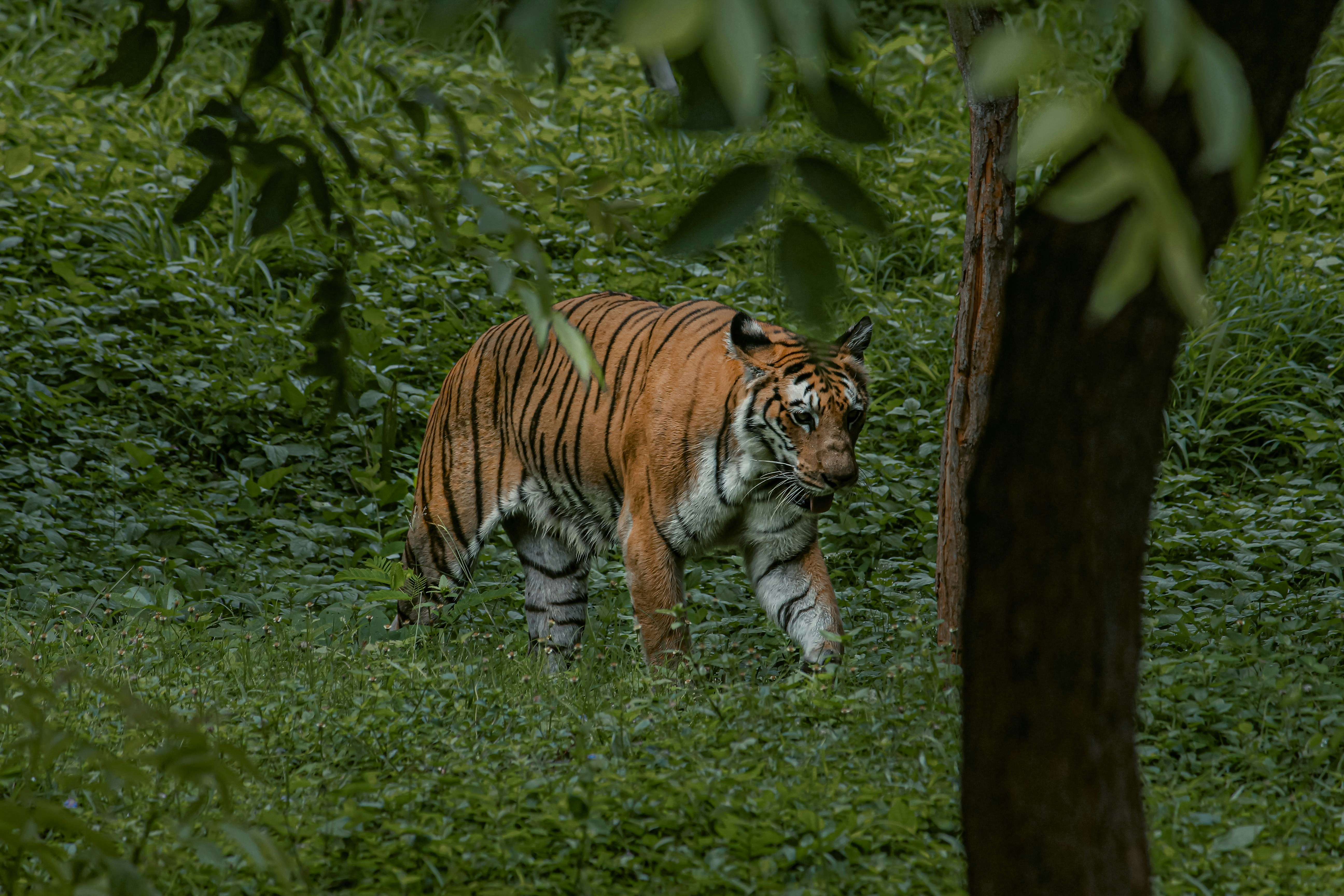 Tiger walking through misty forest
