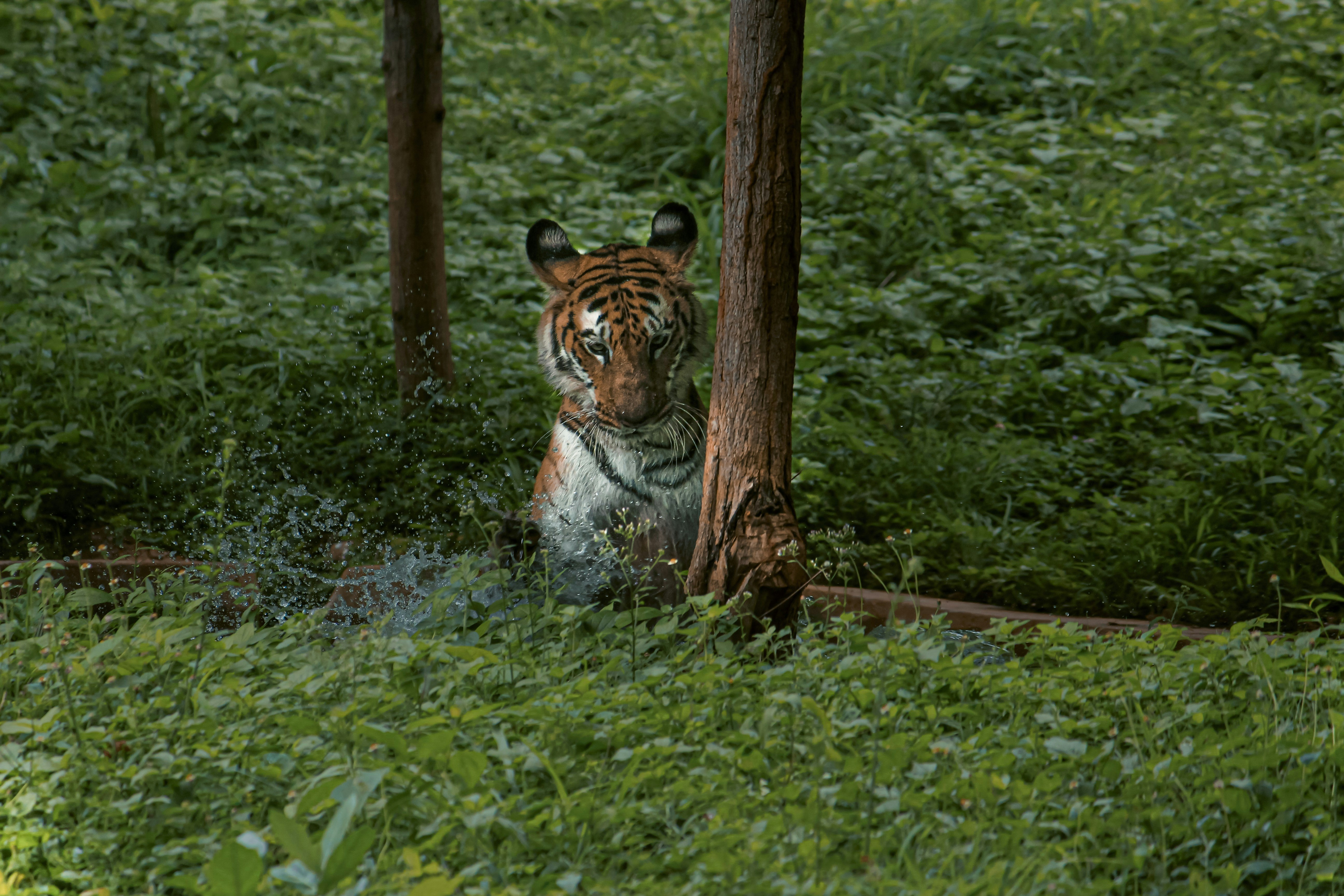 a tiger walking through a lush green forest