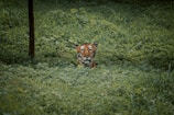 A serene landscape of a forest, home to tigers and other wildlife.