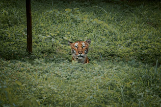 A vibrant painting of an endangered tiger blending into lush jungle foliage.