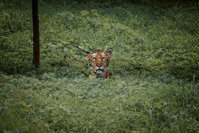 Lush green forest landscape in one of Madhya Pradesh’s tiger reserves with a tiger in the distance.