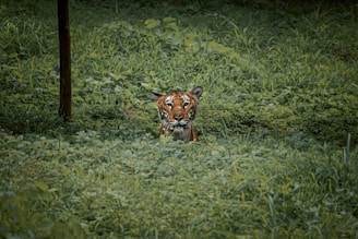 A tiger is partially hidden amidst dense greenery, peering with sharp eyes. The lush foliage envelops the animal, creating a sense of secrecy and wildness. The scene is dominated by verdant leaves, and the tiger's striped fur provides a stark contrast against the green background.